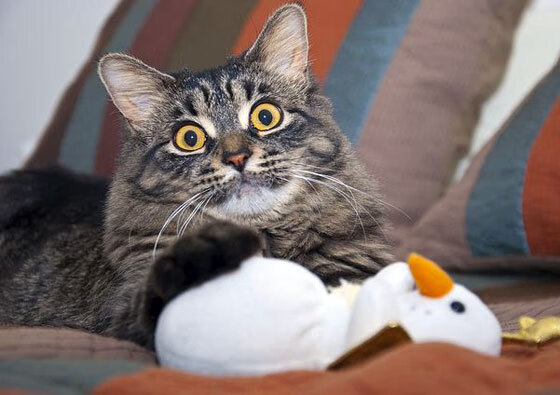 塔图姆之夜,一剑封喉还是虚火一场?凯尔特人核心在赞誉与质疑中踏上成王之路